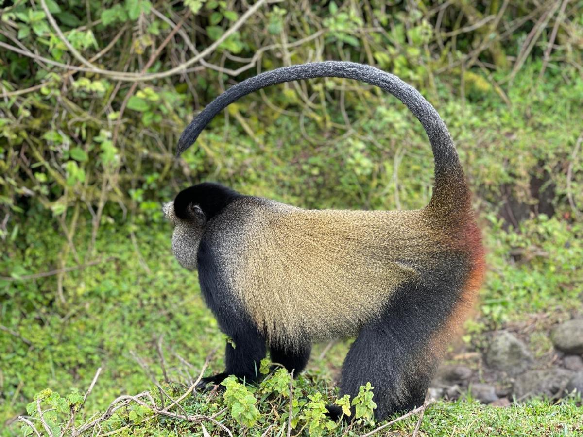 Virunga Homes ルヘンゲリ エクステリア 写真